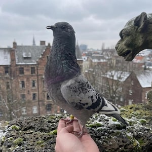 May include: A grey and white pigeon with iridescent feathers perches on a hand. The bird has a yellow band on its leg. A cityscape with buildings and a stone gargoyle is visible in the background under a cloudy sky.