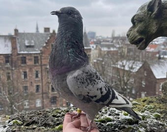 Taxidermia de paloma gris real / Ejemplar de paloma bravía / Decoración gótica urbana / Montaje ético de aves / Objeto de historia natural / Referencia de dibujo artístico