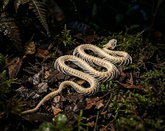 Esqueleto de serpiente real, rarezas óseas, decoración gótica de escritorio, gabinete de curiosidades de Dark Academia