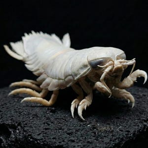 Echte Riesen Isopod Specimen, Tiefsee Bathynomus Taxidermy, Nautische Kuriosität Lovecraftian Kuriositäten Dekor