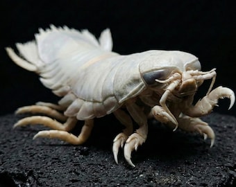 Real Giant Isopod Specimen, Deep Sea Bathynomus Taxidermy, Nautical Curiosity Lovecraftian Oddities Decor