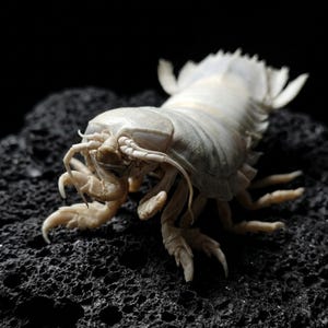 Può includere: Primo piano di un crostaceo pallido e segmentato con molteplici zampe e antenne. La creatura è posizionata su una superficie scura e strutturata, con uno sfondo nero. L'aspetto generale suggerisce una specie marina o simile a un insetto.