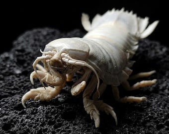 Ejemplar de isópodo gigante real, taxidermia de bathynomus de aguas profundas, curiosidad náutica, rarezas lovecraftianas, decoración