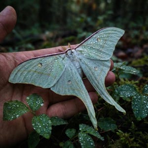 Real Luna Moth Specimen: Green Actias Luna for Art, Collection
