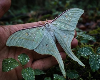 Real Luna Moth Specimen: Green Actias Luna for Art, Collection