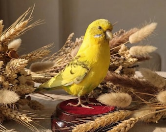 Taxidermia de loro amarillo real / Ejemplar ético / Volando o de pie / Curiosidad de pájaro amarillo vibrante / Obra de arte para el hogar