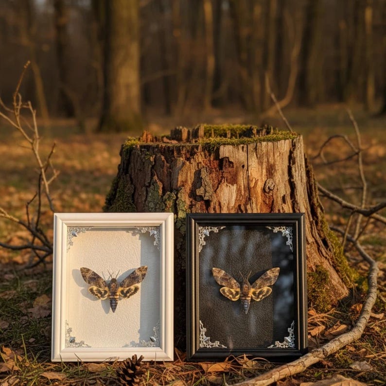Moth In Frame Framed Death's-head Hawkmoth Specimen – Gothic Home Decor (7 Inch ...