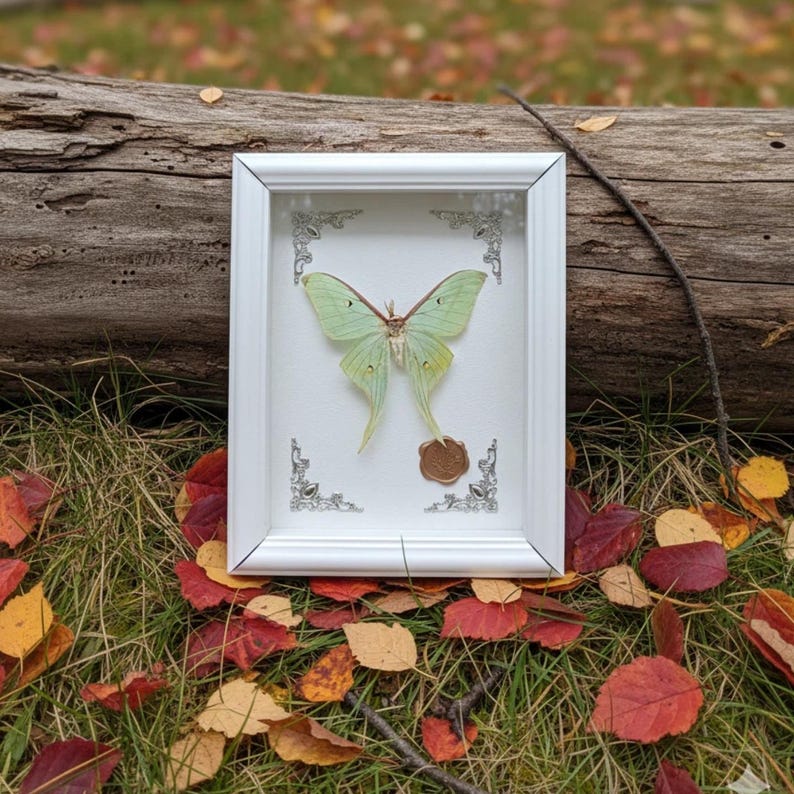Framed Real Luna Moth Specimen – Green Actias Luna Insect for Oddities ...