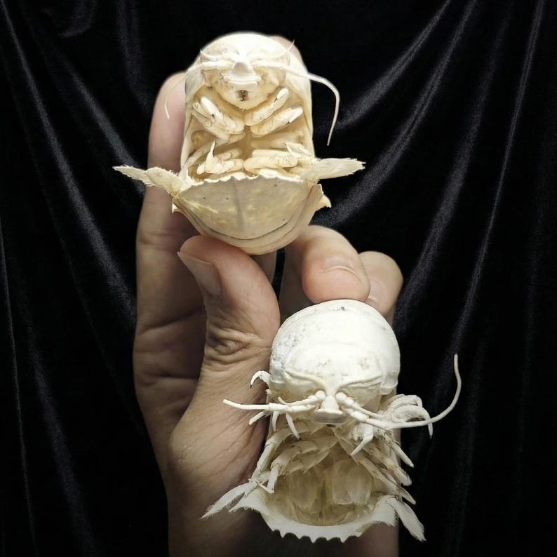 Puede incluir: Dos espec&iacute;menes preservados de camar&oacute;n mantis, mostrando sus intrincados exoesqueletos. Los camarones son de color blanco cremoso, con estructuras detalladas visibles. Uno se sostiene boca abajo, revelando su parte inferior, mientras que el otro est&aacute; boca arriba.