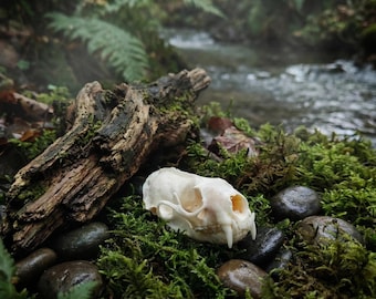 Cráneo de visón auténtico / Ejemplar de hueso limpio y blanqueado para colección de rarezas / Suministro de joyería gótica