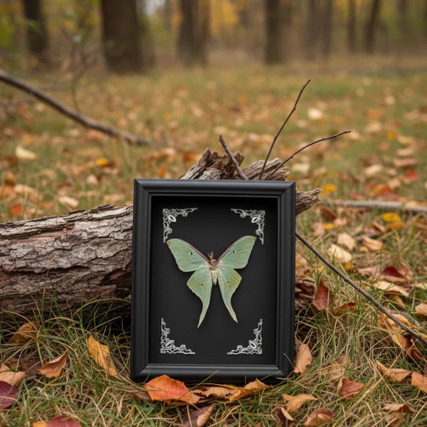 Framed Real Luna Moth Specimen – Gothic Taxidermy Wall Art - Etsy