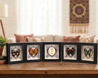 Mariposa con marco real / Caja de sombras de 6x6, decoración Boho Dark Academia