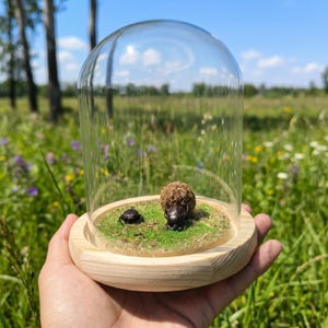 Op de afbeelding: Een decoratieve glazen stolp met een houten basis, met een miniatuur diorama. Binnenin rusten drie keverfiguren op een bedje van groen mos. De stolp is helder en de basis is van lichtgekleurd hout.