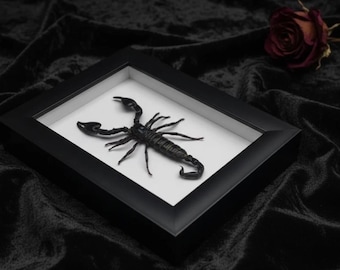 Taxidermia de escorpión negro gigante real / Arte de insectos enmarcado de 15 x 20 cm / Decoración minimalista en blanco y negro / Regalo del zodiaco Escorpio / Arte mural gótico moderno