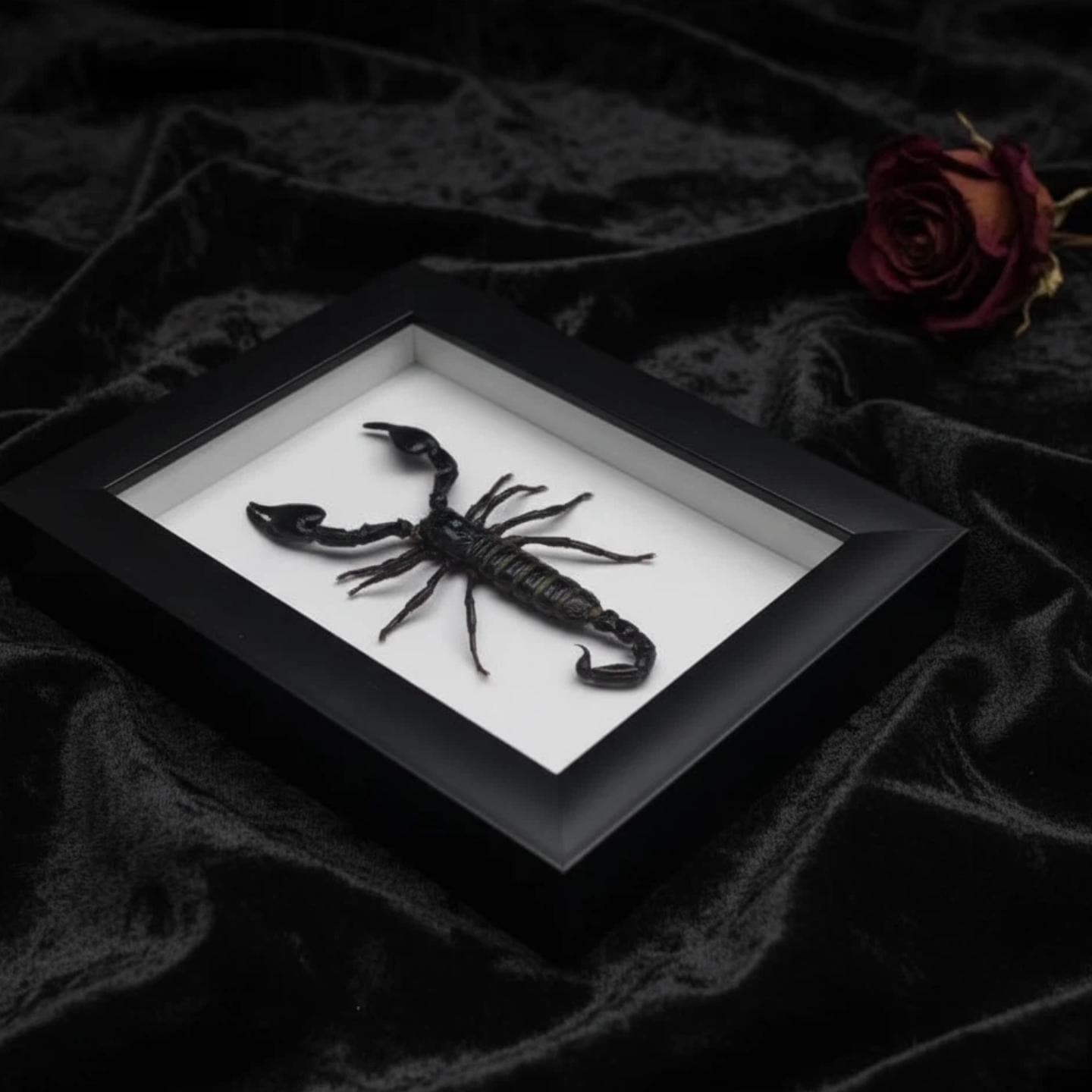 Scorpion taxidermy - Etsy 日本