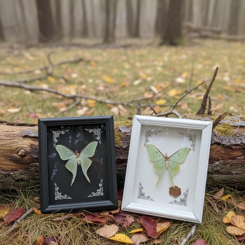 Moth In Frame Framed Real Luna Moth Specimen – Gothic Taxidermy Wall Art - Etsy