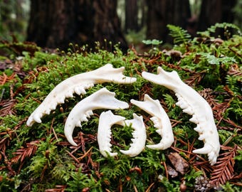 Real Animal Jawbone | Ethically Sourced Fox, Bobcat or Mink Mandible | Vulture Culture Oddities & Bone Craft Supply