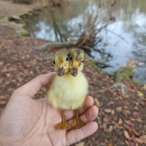 Two-Headed Baby Duckling Specimen – Realistic Taxidermy Oddity | Handcrafted 1:1 Life-Size Collectible | Unique Curiosity Gift & Home Decor