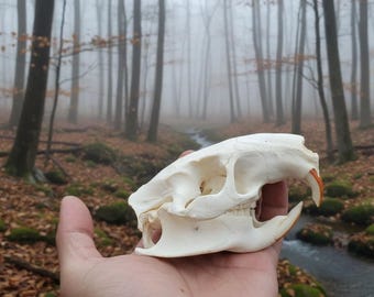 Cráneo de nutria de origen ético: espécimen de hueso natural limpio