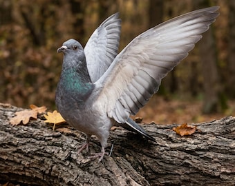 Taxidermiesteunen echte duif en witte duif | Vogelmonster met volledige spanwijdte | Rariteitenkabinet