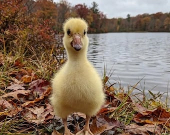 Ganso real taxidermido / Ejemplar de cría de ganso / Pájaro taxidermido amarillo / Curiosidades adorables / Decoración cottagecore / Arte natural ético