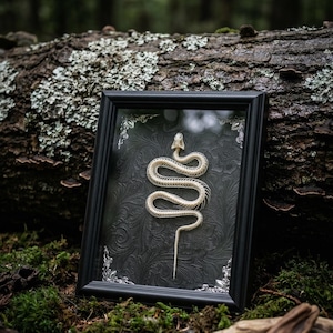 May include: A framed display of a snake skeleton. The white skeleton is set against a black, patterned background. The black frame has silver decorative corners. The background is a forest with moss and a fallen log.