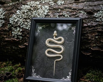 Esqueleto de serpiente real enmarcado / Caja de sombra enmarcada de 8 pulgadas / Decoración gótica peculiar