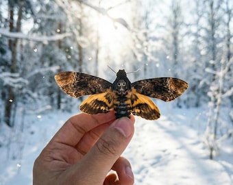 Ejemplar de polilla halcón calavera de alas extendidas – Decoración gótica para el hogar en caja de acrílico