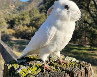 Conejo volador taxidermia real, cabeza de conejo en cuerpo de paloma, Wolpertinger Skvader, rarezas de decoración gótica para el hogar.