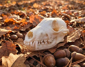 Cráneo de zorro real / Ejemplar natural de origen ético y limpieza profesional / Decoración de estantería estilo cottagecore / Rarezas de la cultura de los buitres