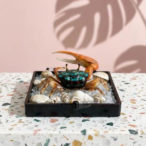 Op de afbeelding: Decoratief krabfiguur met een oranje schaar en een turquoise en zwart lichaam. De krab zit in een kleine, donkerbruine doos gevuld met kleine schelpen en witte kiezelstenen. De schaar van de krab is omhoog.