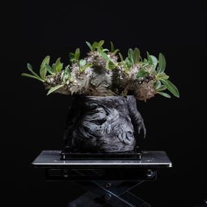May include: A potted succulent plant with green leaves and spiky stems. The plant is in a dark gray, textured pot, sitting on a metal stand against a black background. The plant's leaves are a vibrant green.