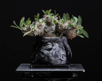 Handmade Monster Caudex Planter Pot, Resin Marble Mix Pot for Succulent & Unique Decor