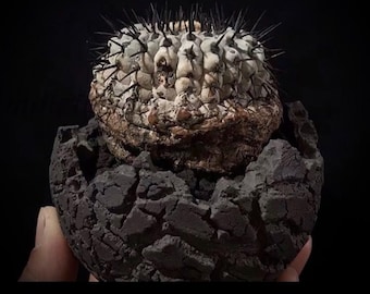 Handmade Dinosaur Egg Planter Pot, Stone Resin Caudex Pot for Succulent & Japanese Style Decor