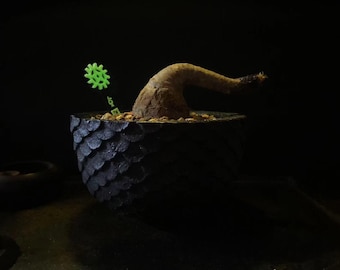 Dragon Scale Resin Planter Pot, Heavy Stone Mix Caudex Pot for Dioscorea & Succulent Decor
