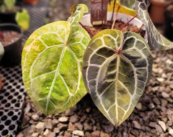 Imagen real de Anthurium Michelle Variegado