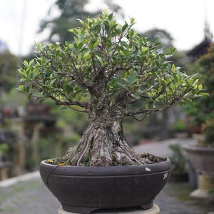 Pode incluir: Uma árvore bonsai madura com um tronco espesso e texturizado e folhas verdes vibrantes. A árvore está plantada em um vaso arredondado marrom escuro. O fundo está desfocado, sugerindo um ambiente externo.