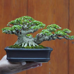 Może przedstawiać: Drzewko bonsai z żywymi zielonymi liśćmi i sękatym, teksturowanym pniem. Drzewko znajduje się w ciemnej prostokątnej doniczce. Tło stanowi drewniana powierzchnia. Drzewko jest trzymane przez dłoń.