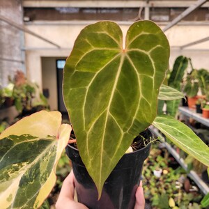 Anthurium BVIT x Zara Michelle Variegado de Imagen Real imagen 3