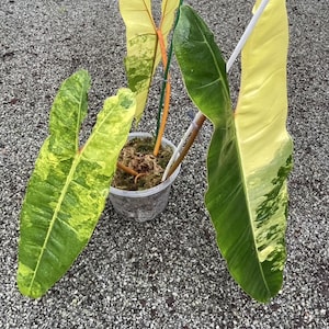 Puede incluir: Un juego de tres tazas de cerámica con un acabado mate moteado. Las tazas son de color crema, gris claro y gris oscuro. Cada taza tiene un diseño simple y minimalista.