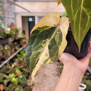 Anthurium BVIT x Zara Michelle Variegado de Imagen Real imagen 2