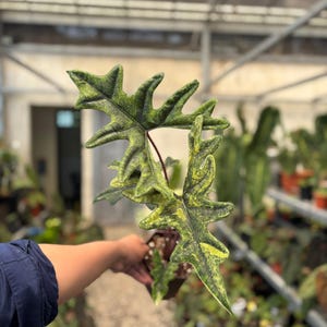 alocasia jacklyn variegated