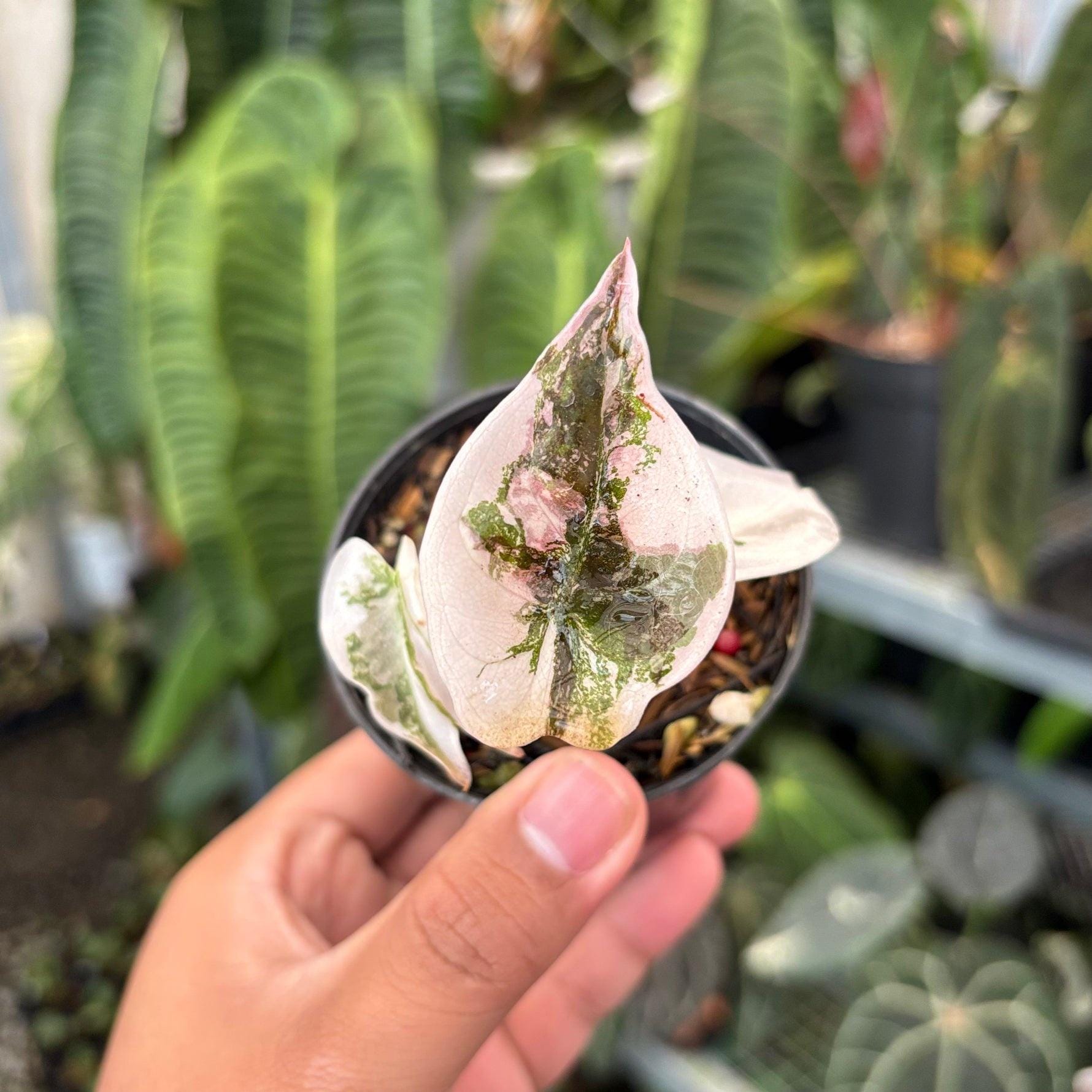 Alocasia watsoniana pink variegated - Etsy 日本