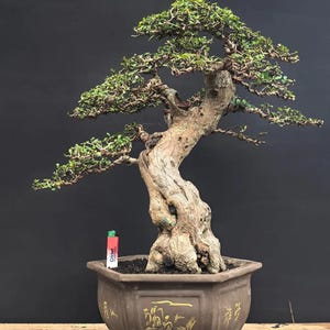 Real Picture Bonsai Hokiantea Carmona Retusa Micro 01