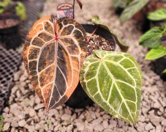 Real Picture Anthurium Michelle Pink Variegated