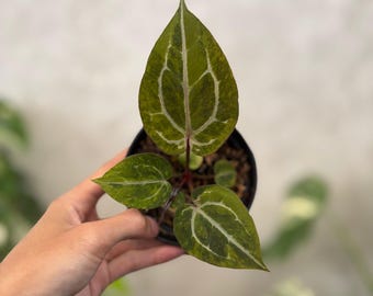 Anthurium Michelle Variegated Plant – Híbrido de Anthurium vivo (Certificado Fitosanitario)