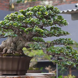 Imagen Real Ficus Microcarpa Compacta Bonsai A01