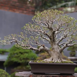 Puede incluir: Un bonsái maduro con un tronco grueso y texturizado y una amplia copa de pequeñas hojas verdes. El árbol está plantado en una maceta marrón rectangular y se asienta sobre una superficie de madera. Otros bonsáis son visibles en el fondo.