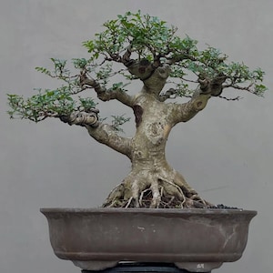 Real Picture Bonsai Fraxinus Griffithii 01