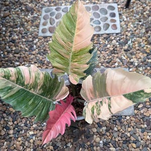 Real Picture Philodendron Caramel Marble Variegated
